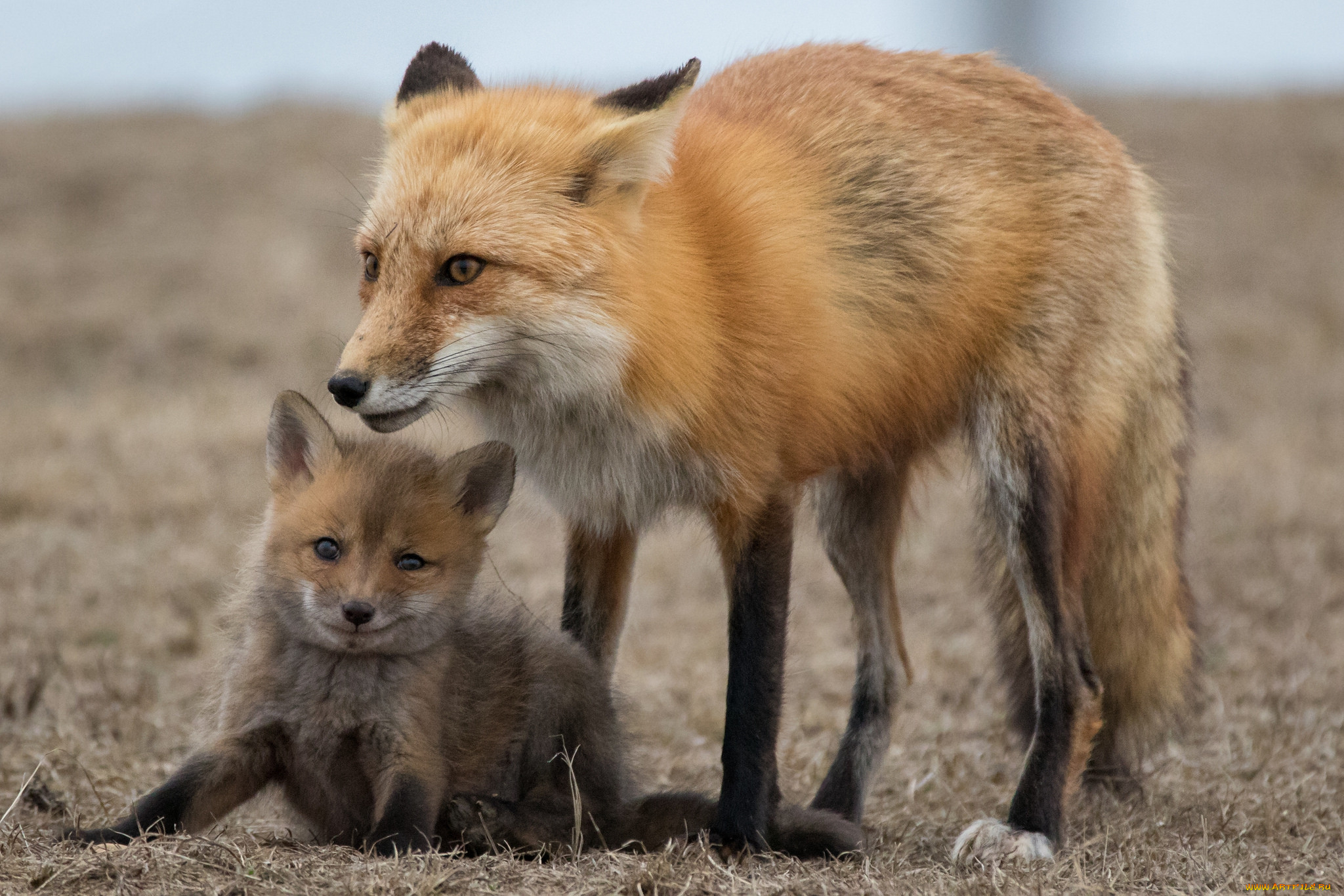 Baby fox. Лис лисица и Лисенок. Лиса с лисятами. Лиса детеныш. Лиса в листьях.